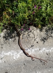 Masticophis lateralis euryxanthus