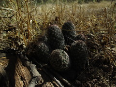 Mammillaria sheldonii