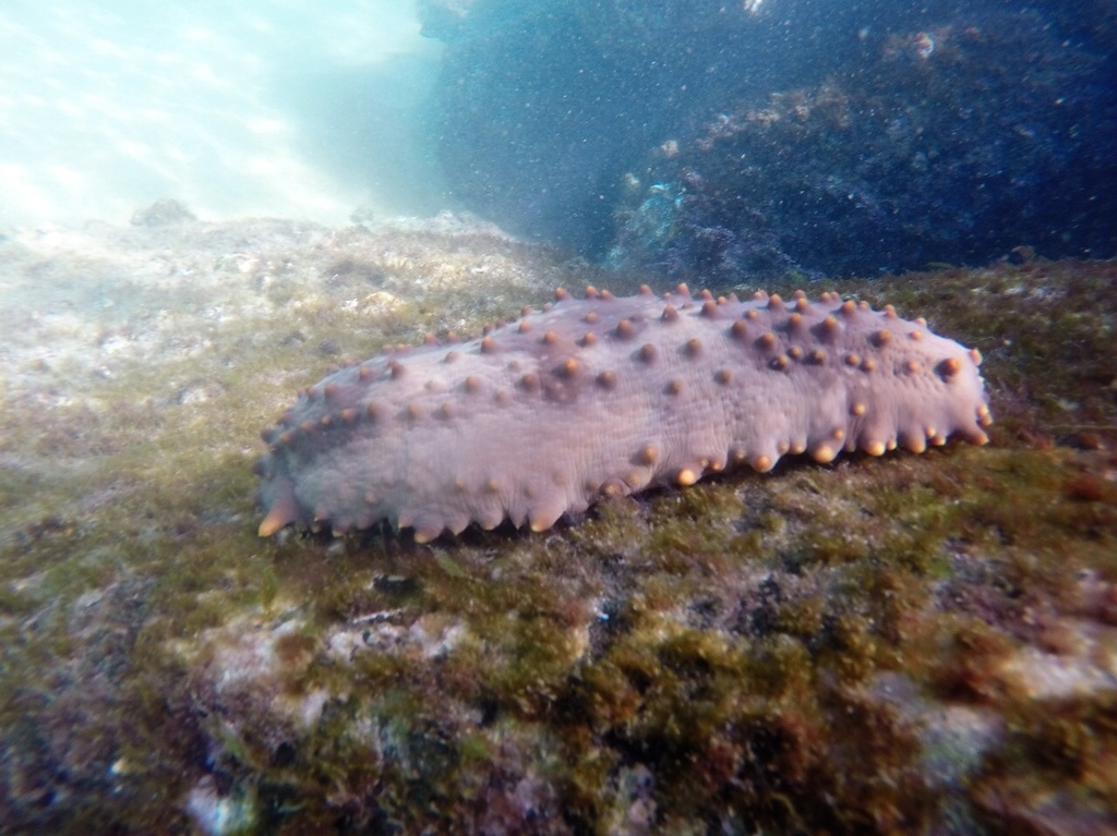 Brown Sea Cucumber