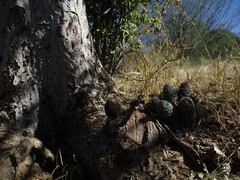 Mammillaria sheldonii