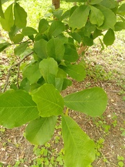 Magnoliales