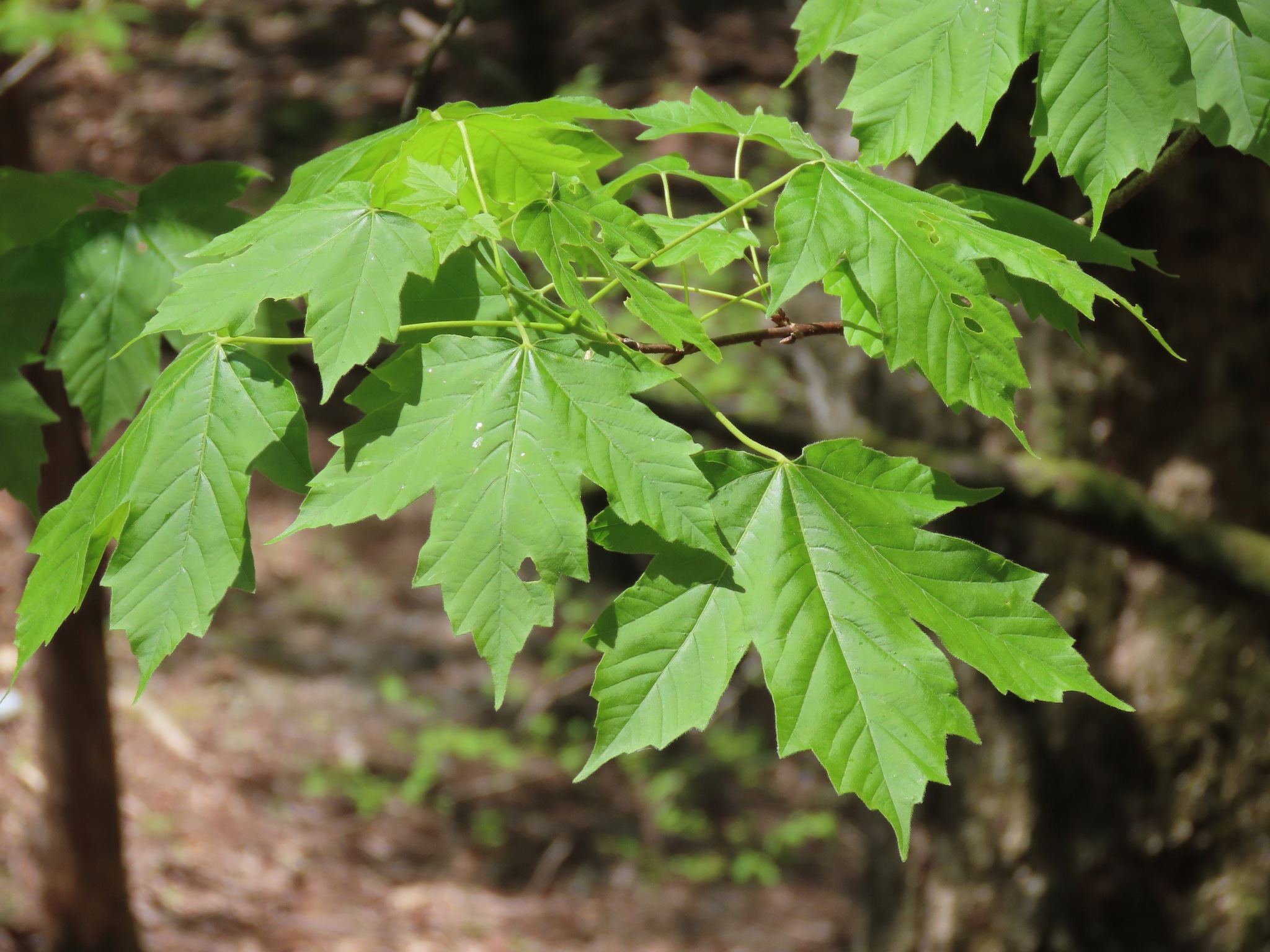 Acer diabolicum