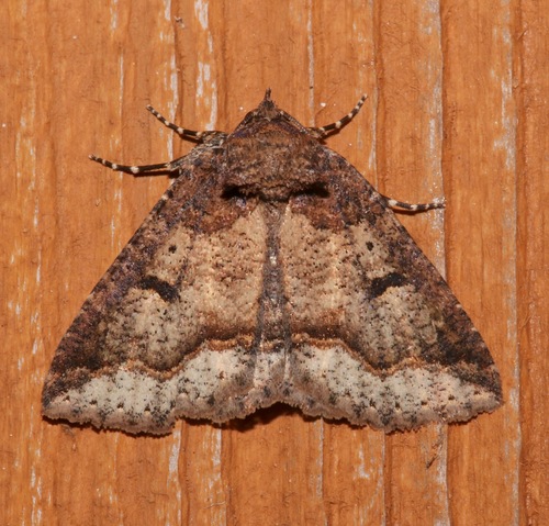 Dixie Zale Moth photo 3