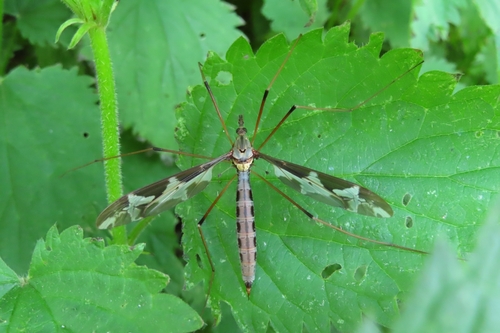 Giant cranefly, 6708 PA Wageningen, Nederland, photo 9 of 10