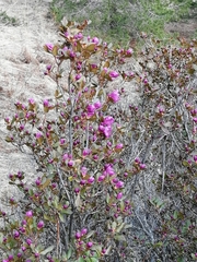 Rhododendron ledebourii