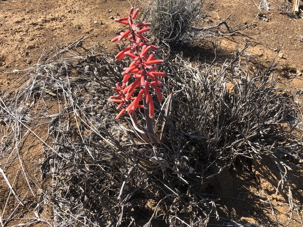 Common Partridge Aloe from Namakwa District Municipality, South Africa ...