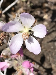 Malacothamnus clementinus