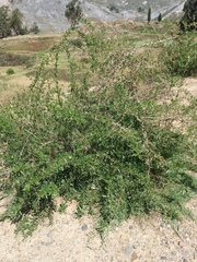 Dunalia brachyacantha