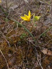 Tulipa uniflora