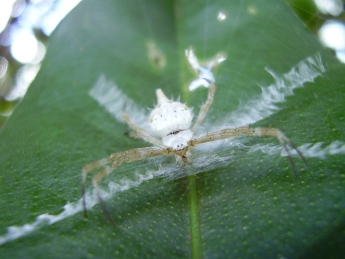 Argiope comorica