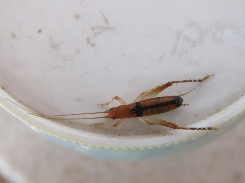 Neometrypus aculeatus