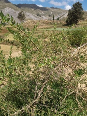 Dunalia brachyacantha