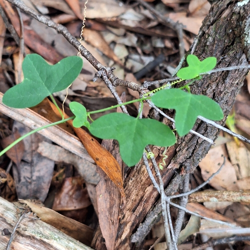 Image of Passiflora herbertiana by (c) Greg Tasney, some rights reserved (CC BY-SA)