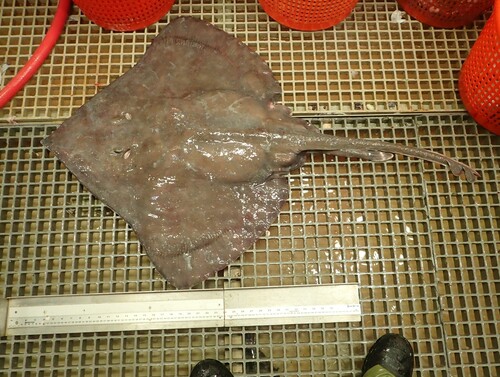 Foto de Raya cola espinosa (Bathyraja spinicauda)