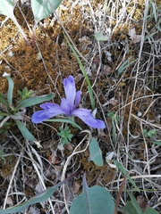 Iris ruthenica