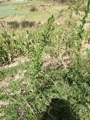 Dunalia brachyacantha