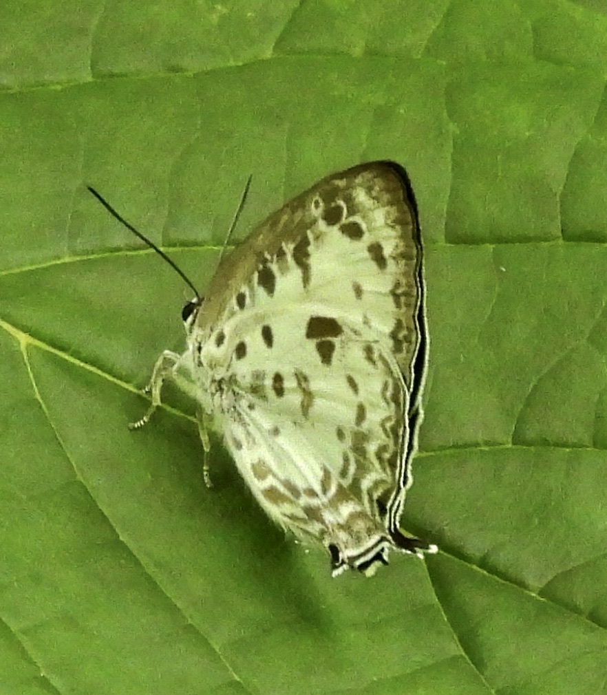 White Oak-blue
