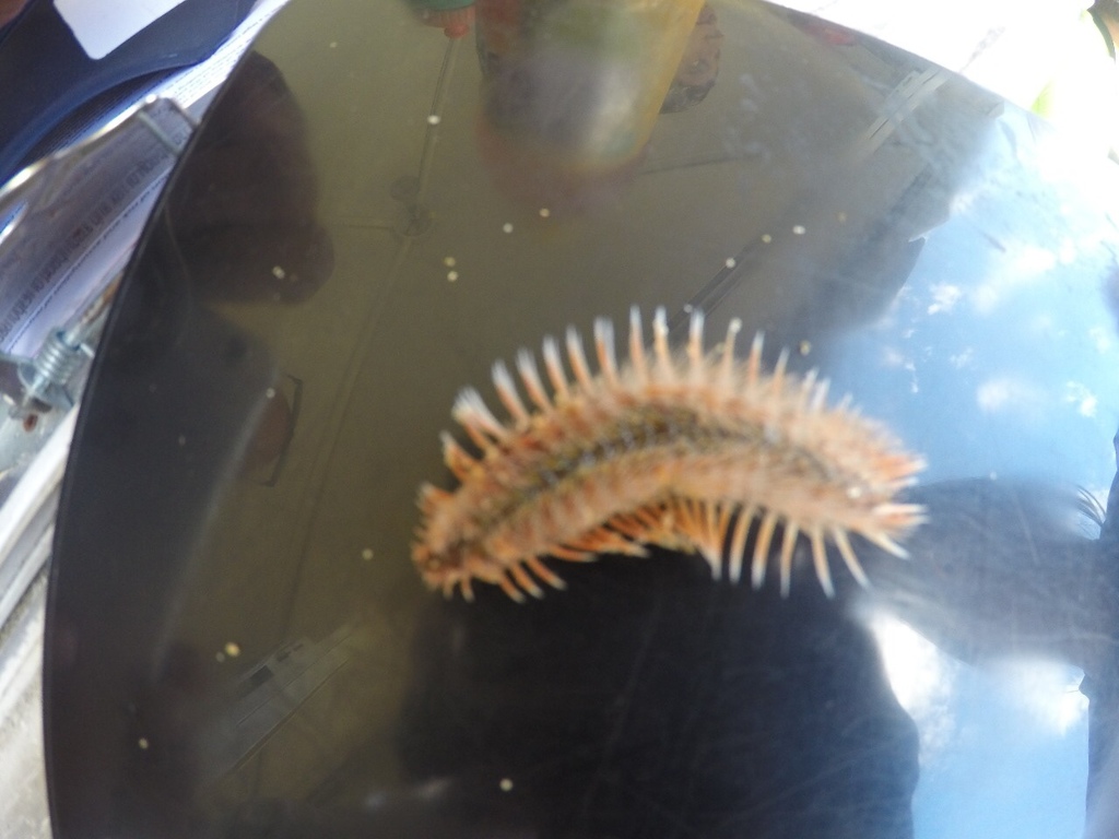 Chloeia pseudeuglochis