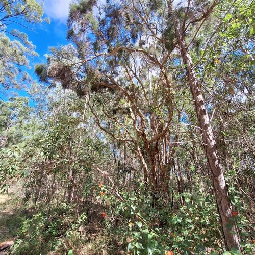 Image of Melaleuca irbyana by (c) Greg Tasney, some rights reserved (CC BY-SA)