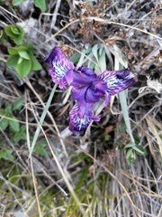 Iris tigridia