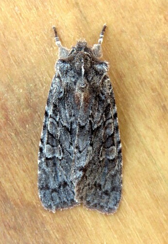 Pine Pinion Moth