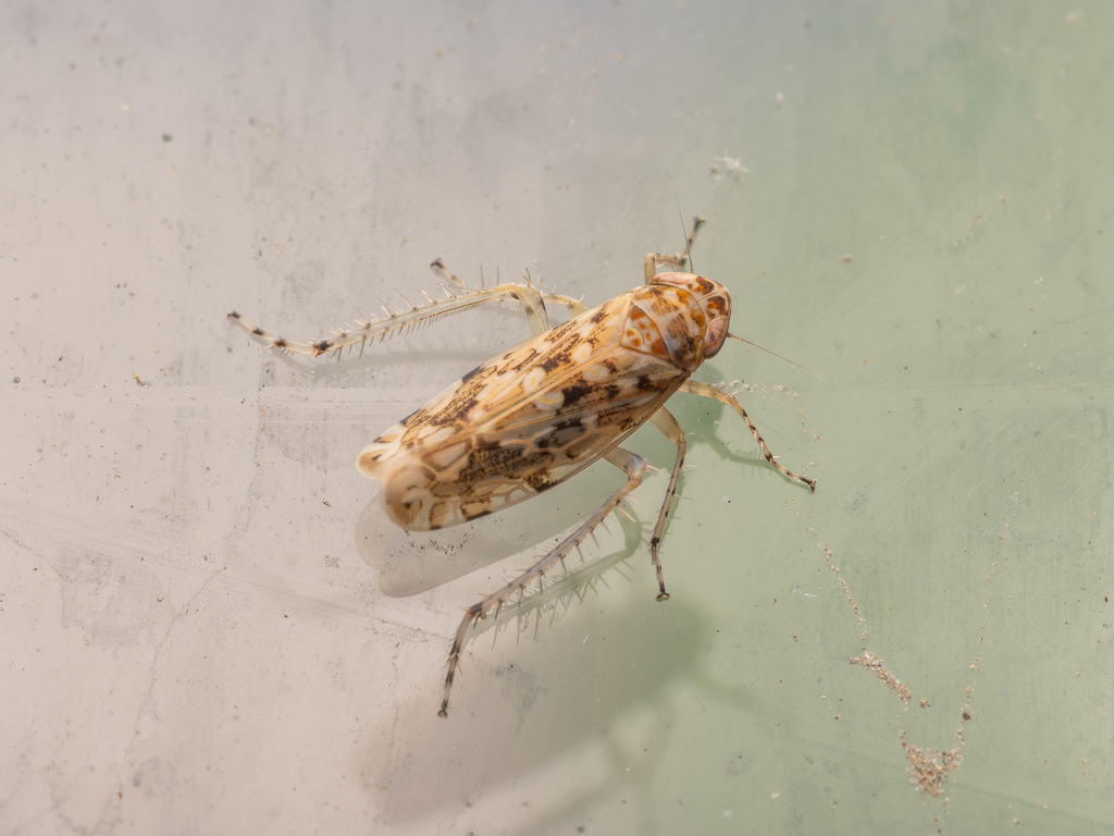 Paralimnus angusticeps