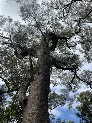 Eucalyptus montivaga