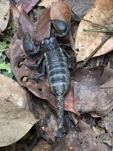 Dictator Scorpion