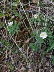 Anemonoides caerulea