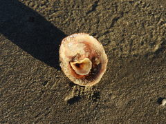 Crucibulum scutellatum
