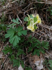 Corydalis bracteata