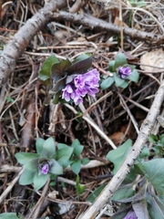 Physochlaina physaloides