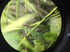 Orthetrum poecilops