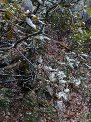 Rhododendron ledebourii