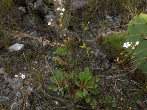 Limewater brookweed (Samolus ebracteatus)
