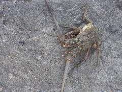 Panulirus inflatus