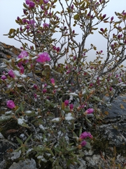 Rhododendron ledebourii