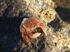 Pachygrapsus socius