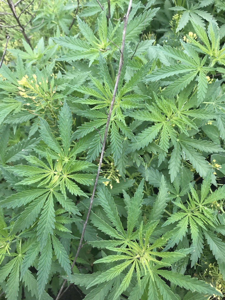 Cannabis