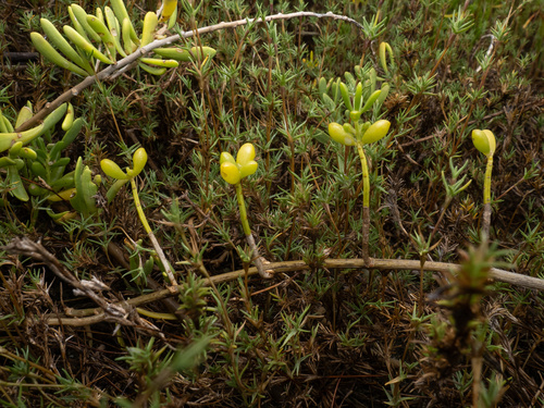 Turtleweed (Batis maritima)