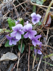 Viola macroceras