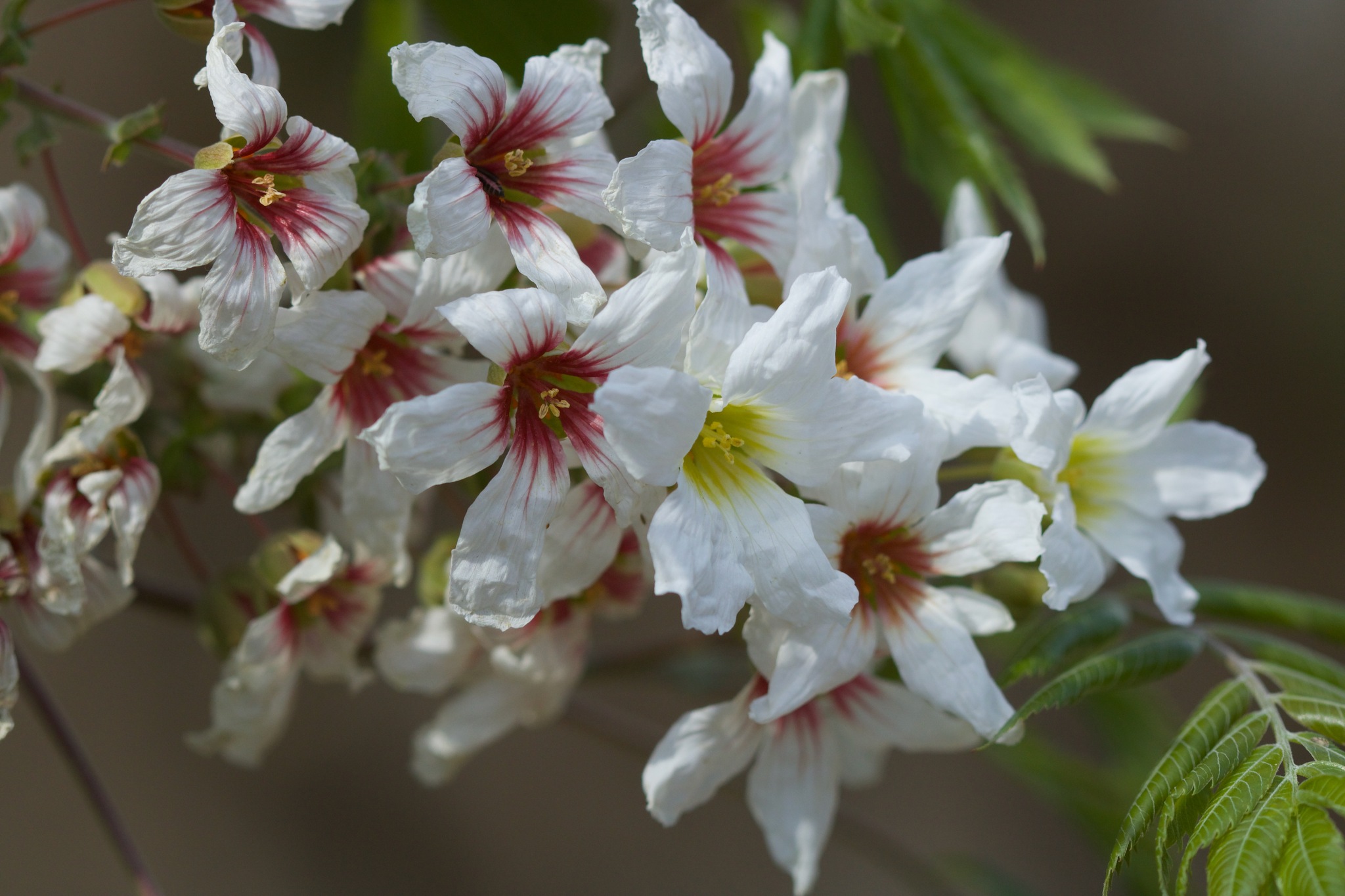 Xanthoceras sorbifolium