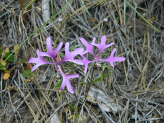 Clarkia pulchella