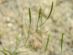 Epilobium minutum