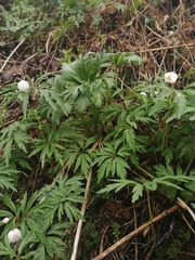 Anemonoides caerulea