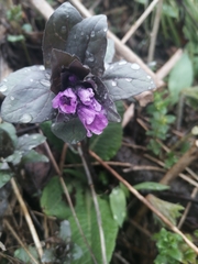 Physochlaina physaloides