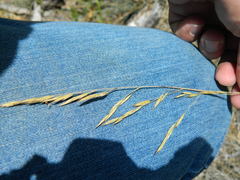 Festuca idahoensis