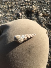 Batillaria attramentaria