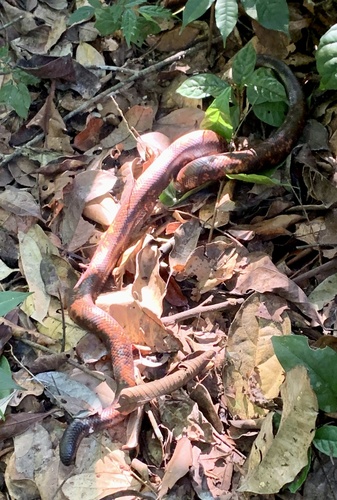 African Burrowing Python