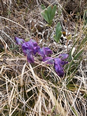 Iris tigridia